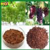 Grape Seed Extract